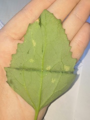 Peronospora variabilis