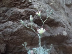 Graptopetalum sinaloensis