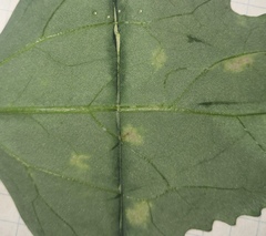 Peronospora variabilis