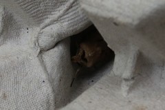 Agrotis exclamationis