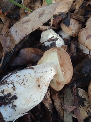 Leucopaxillus eucalyptorum