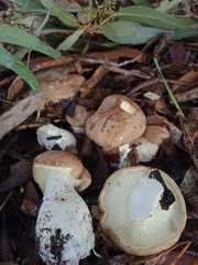 Leucopaxillus eucalyptorum