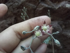 Graptopetalum sinaloensis