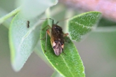 Closterotomus annulus