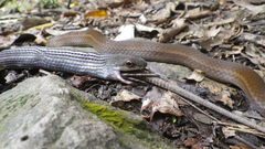 Mastigodryas boddaerti