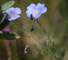 Linum perenne