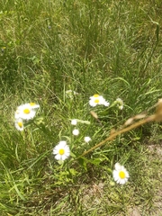 Erigeron annuus