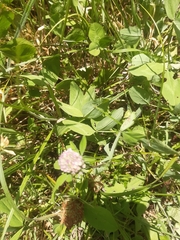 Trifolium pratense