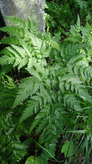 Anthriscus sylvestris