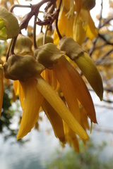 Sophora tetraptera