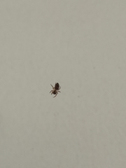 Plexippus paykulli