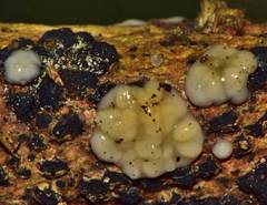 Sirobasidium brefeldianum