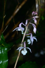 Calanthe arisanensis