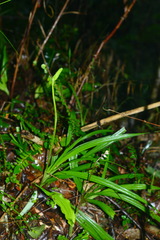 Calanthe davidii