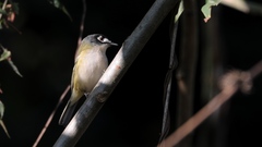Vireo atricapilla