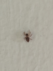 Plexippus paykulli