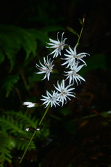 Ainsliaea macroclinidioides