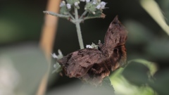 Achlyodes busirus