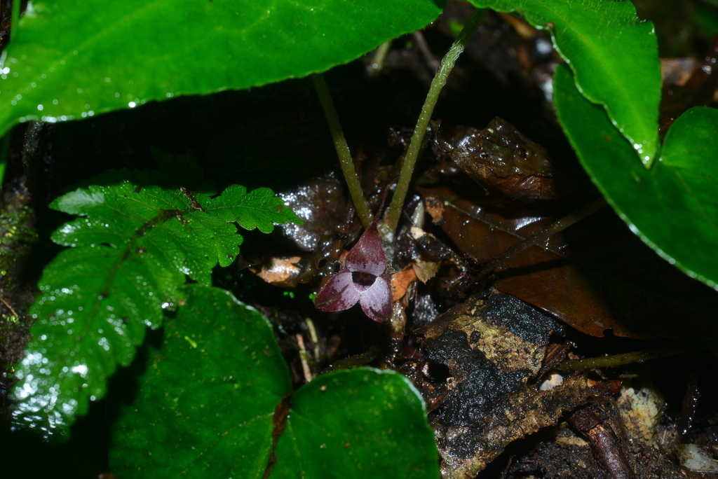 Asarum caudigerum (Asarum caudigerum)
