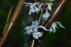 Calanthe arisanensis