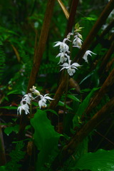 Calanthe arisanensis