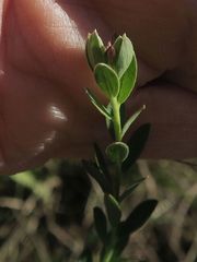 Pimelea curviflora gracilis