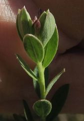 Pimelea curviflora gracilis