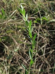 Pimelea curviflora gracilis