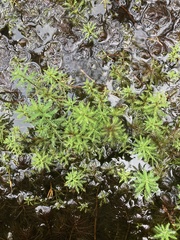 Myriophyllum robustum