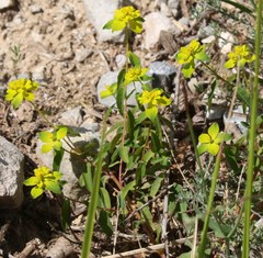 Euphorbia verrucosa