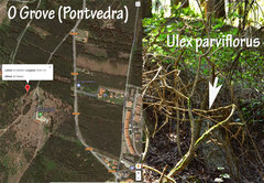 Sirobasidium brefeldianum