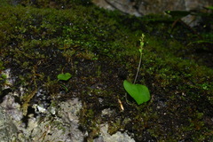 Oberonioides pusillus