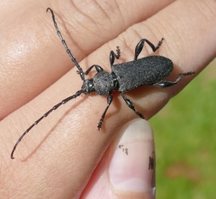 Ropalopus clavipes