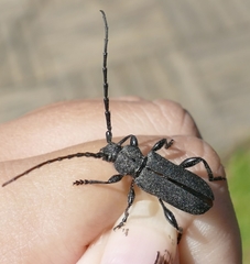 Ropalopus clavipes