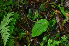 Liparis cordifolia