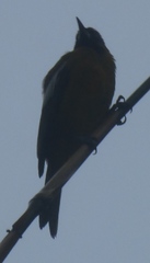 Icterus leucopteryx