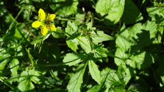 Ranunculus