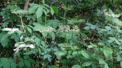 Sambucus nigra