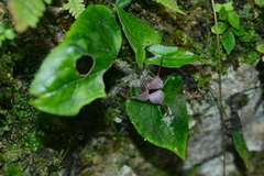 Asarum caudigerum