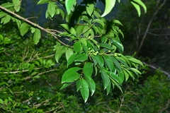 Prunus zippeliana