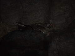 Steatornis caripensis