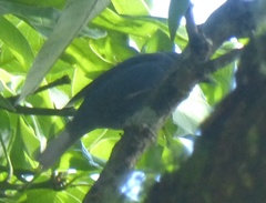 Euneornis campestris