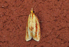 Sparganothis tristriata