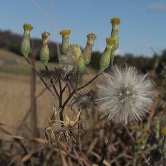 Senecio campylocarpus