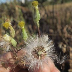 Senecio campylocarpus