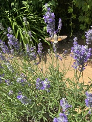 Macroglossum stellatarum