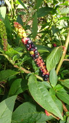 Phytolacca octandra