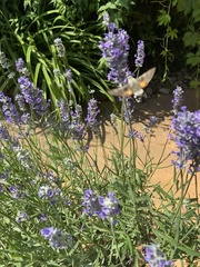 Macroglossum stellatarum