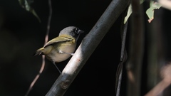Vireo atricapilla