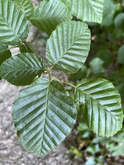 Carpinus betulus